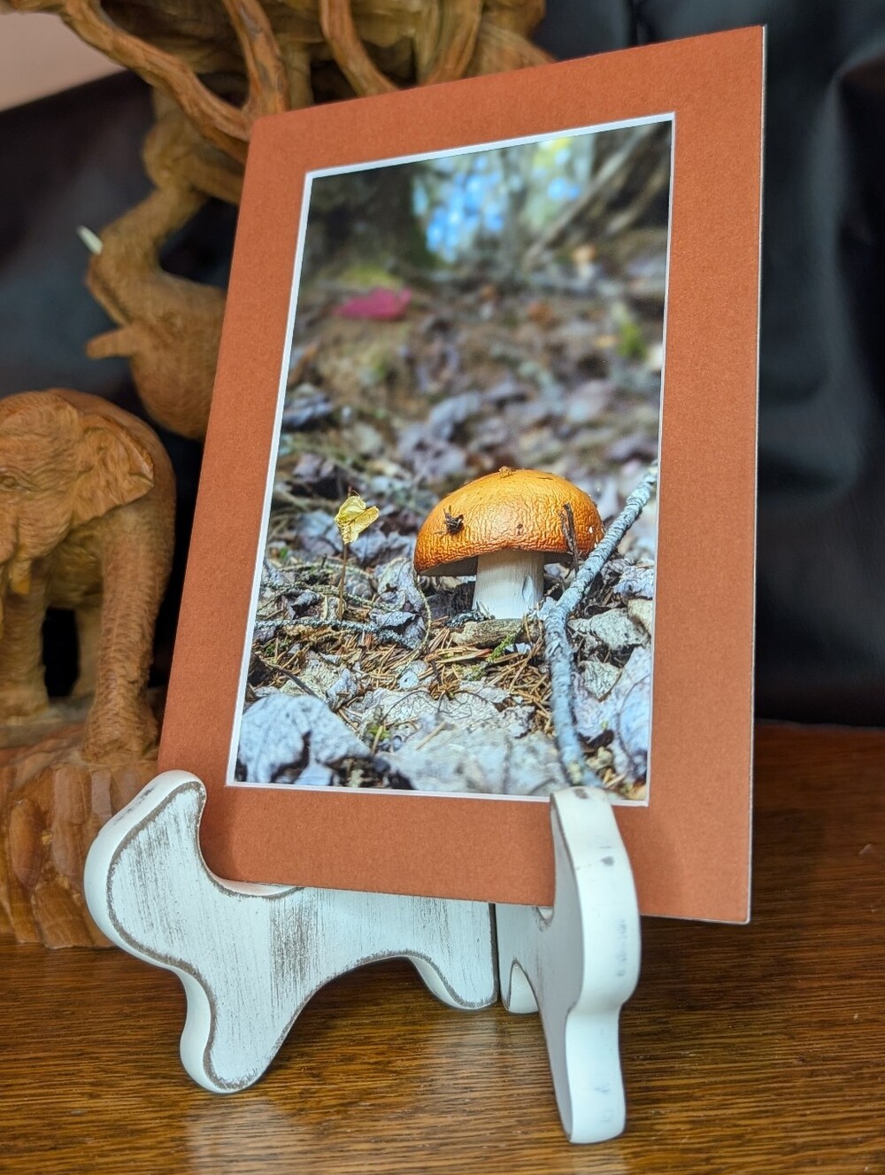 Original Photography Adirondack Mushroom 5x7 Matted Print
